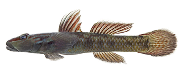 Rhinogobius yonezawai