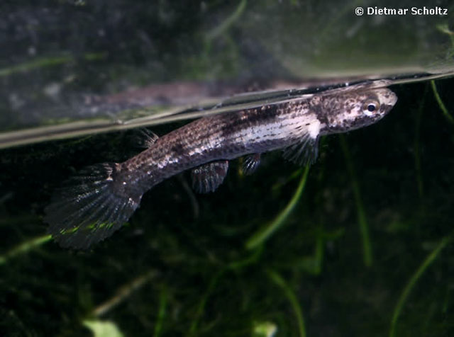 Anablepsoides atratus