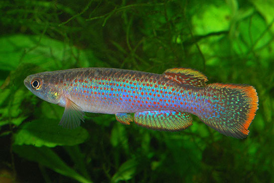 Rivulus azurescens