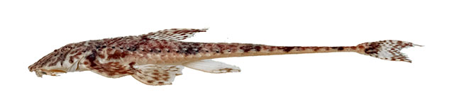 Rineloricaria buckupi