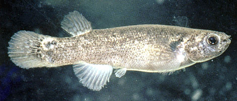 Kryptolebias marmoratus