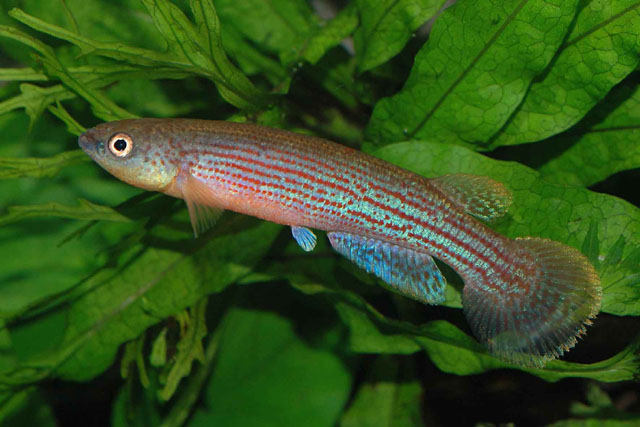 Anablepsoides waimacui