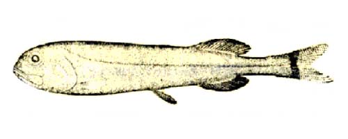 Rouleina guentheri