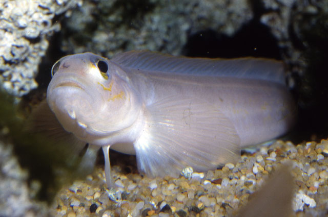 Ronquilus jordani