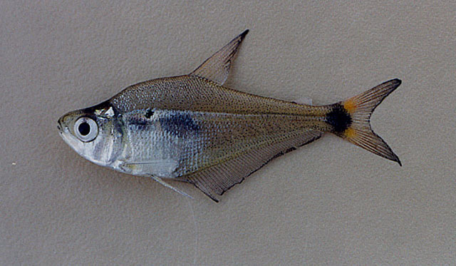 Roeboides descalvadensis
