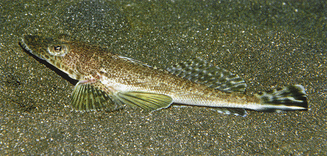 Rogadius patriciae