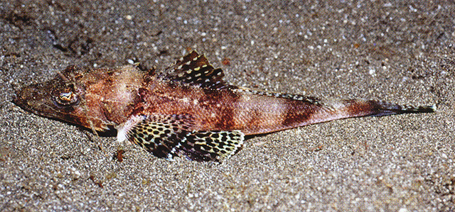 Rogadius pristiger