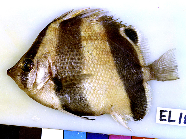Roa semilunaris