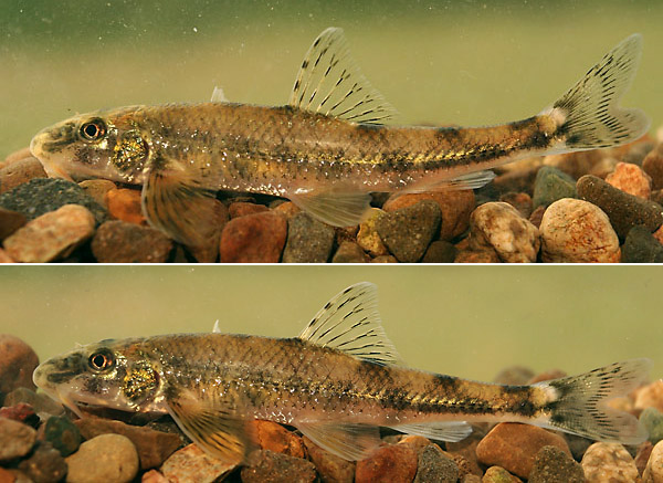 Romanogobio uranoscopus