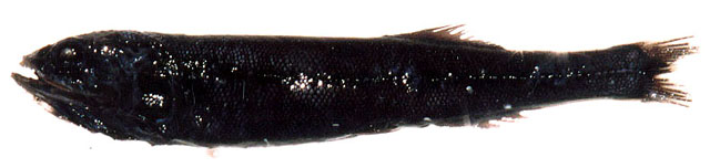 Sagamichthys abei