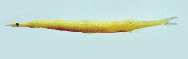 Salanx ariakensis