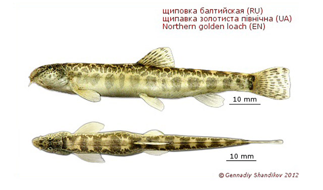 Sabanejewia baltica