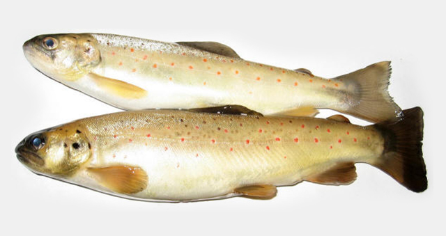 Salmo caspius