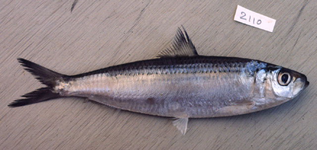 Sardinella gibbosa