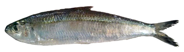 Sardinella goni