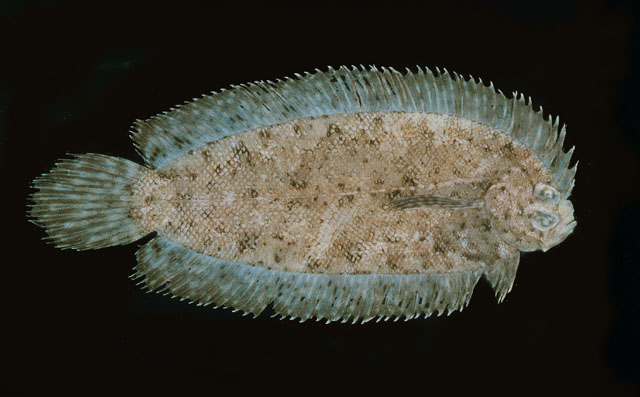 Samariscus inornatus
