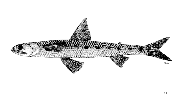 Saurida isarankurai