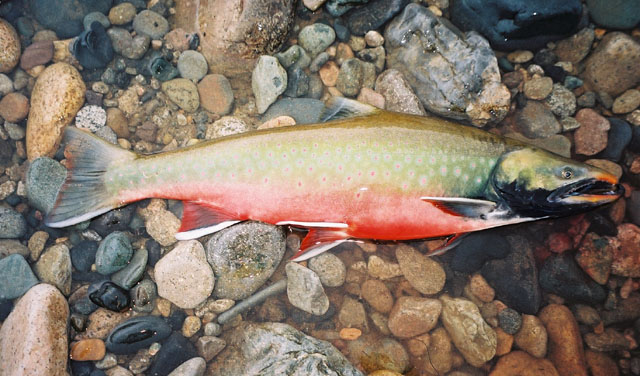 Salvelinus malma