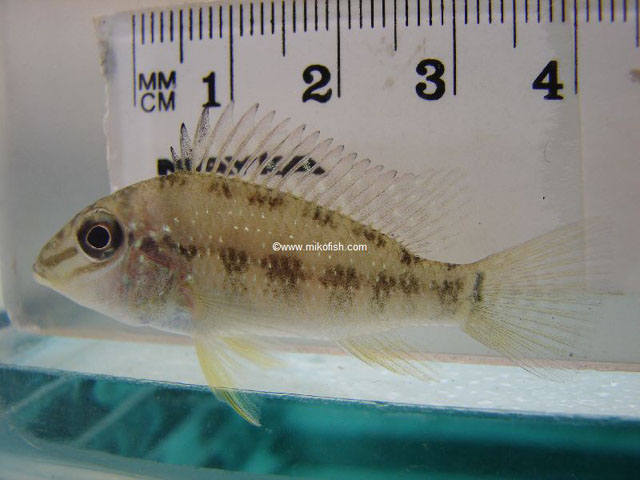 Satanoperca mapiritensis