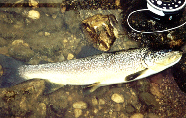 Salmo marmoratus