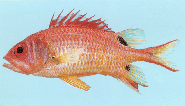 Sargocentron marisrubri