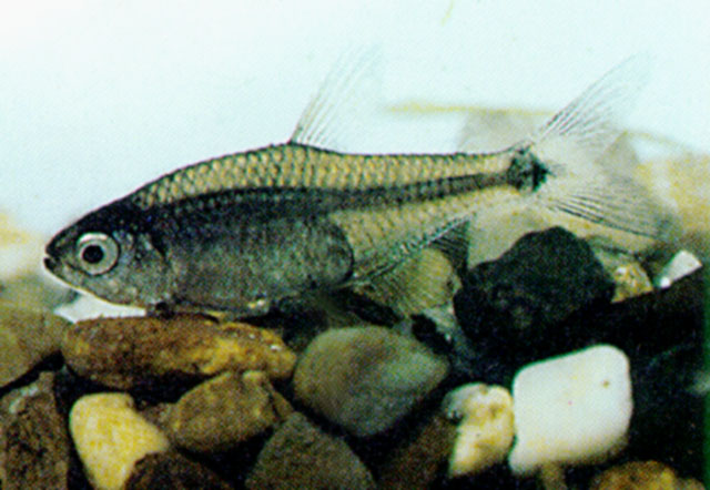 Saccoderma melanostigma