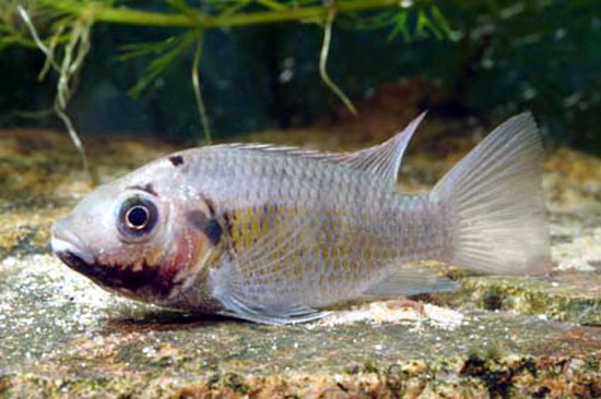 Samel_u8.jpg