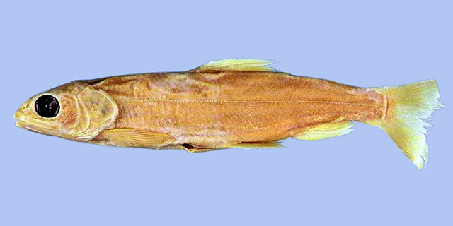 Saneo_u0.jpg