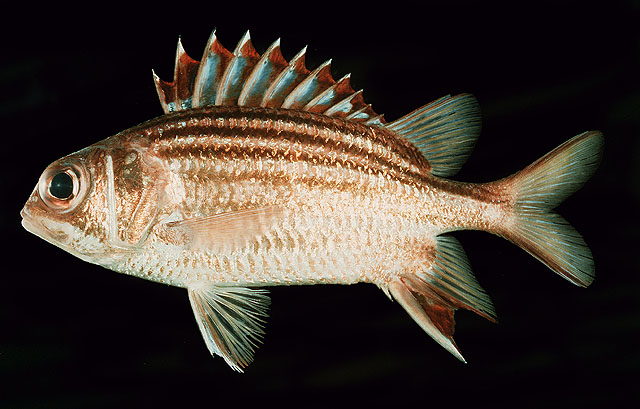 Sargocentron praslin