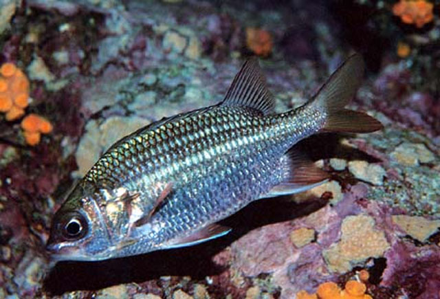 Sargocentron suborbitale