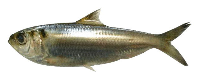 Sardinella tawilis
