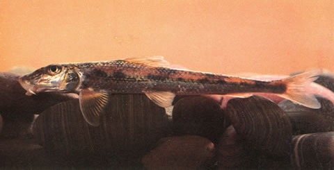 Saurogobio xiangjiangensis