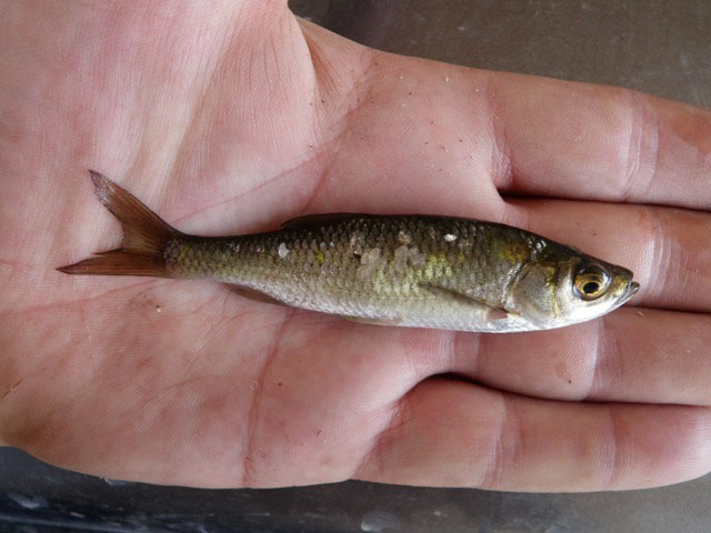 Scardinius acarnanicus