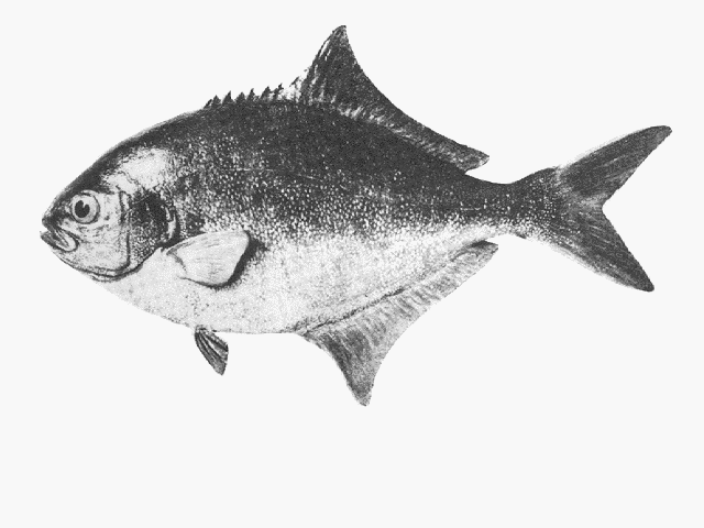 Scorpis aequipinnis