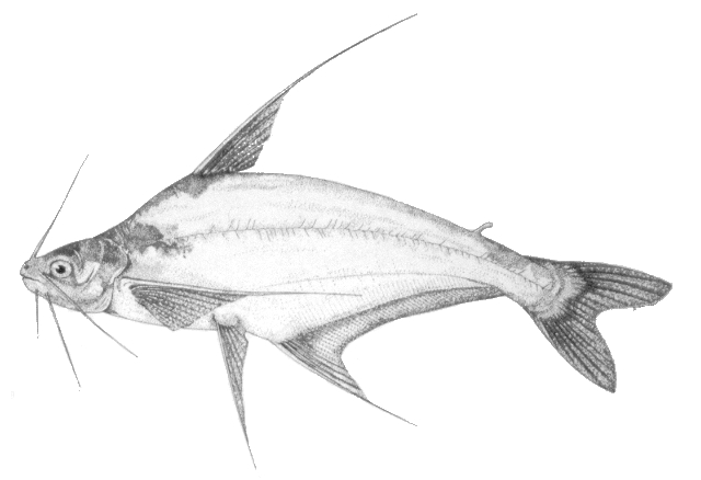 Schilbe banguelensis