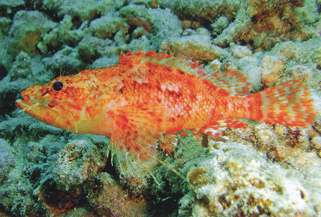 Scorpaenodes bathycolus