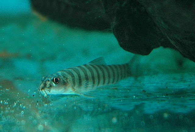 Schistura beavani