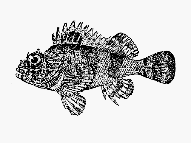 Scorpaena bergii