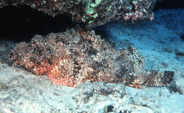 Scorpaenopsis cacopsis