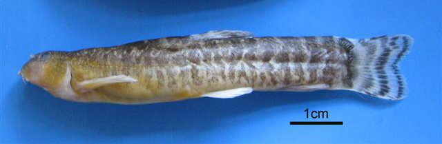 Oxynoemacheilus ceyhanensis