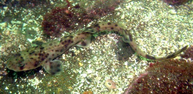 Schroederichthys chilensis