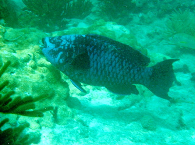 Scarus coelestinus