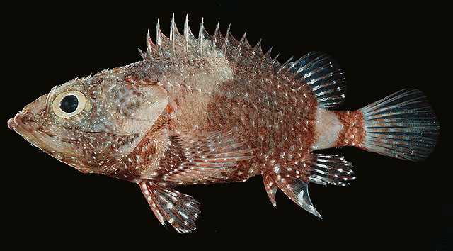 Scorpaenodes corallinus
