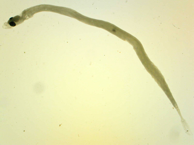 Schindleria elongata