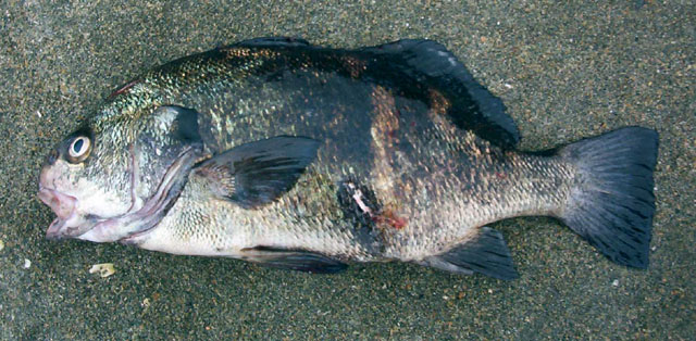 Cheilotrema fasciatum