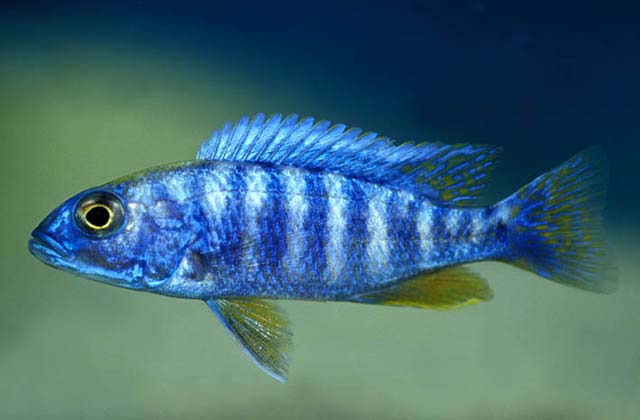 Sciaenochromis fryeri