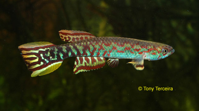 Scriptaphyosemion geryi