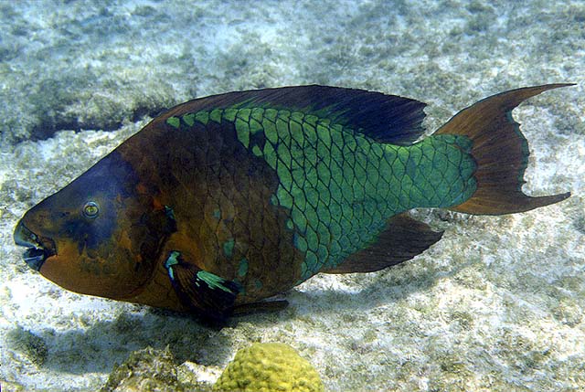 Scarus guacamaia