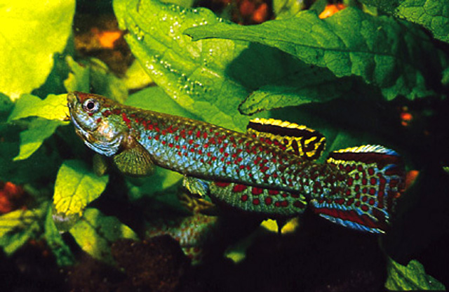Scriptaphyosemion guignardi