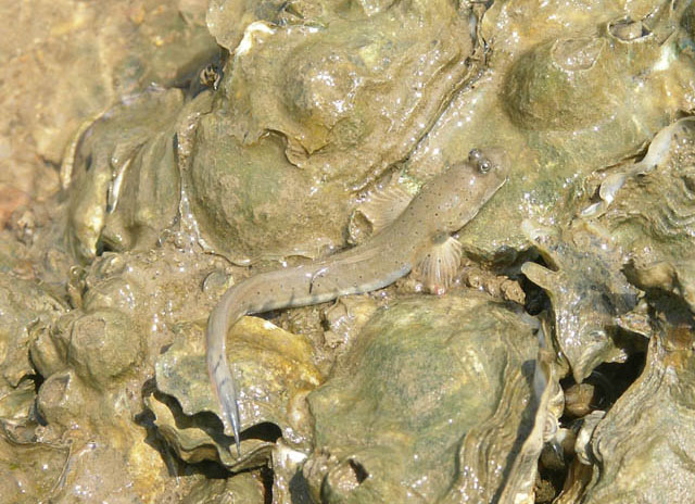 Scartelaos histophorus